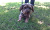 Andre-ADOPTED-10.26.11