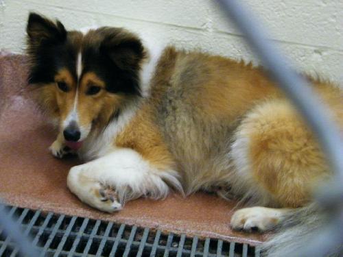 Max - ADOPTED