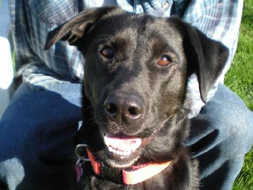 Annabelle-ADOPTED 10.22.11