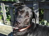 Annabelle-ADOPTED 10.22.11