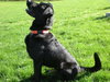Annabelle-ADOPTED 10.22.11