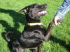 Annabelle-ADOPTED 10.22.11