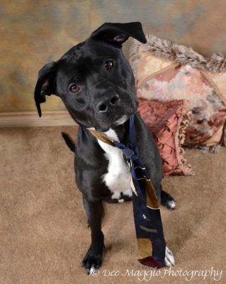 Bruno-HALF OFF-ADOPTED 03.03.13
