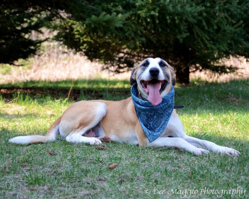 Roy - ADOPTED 04.17.12