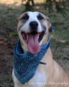 Roy - ADOPTED 04.17.12