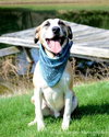 Roy - ADOPTED 04.17.12