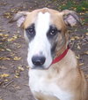 Roy - ADOPTED 04.17.12