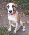 Roy - ADOPTED 04.17.12