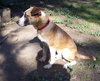 Roy - ADOPTED 04.17.12