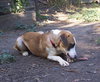 Roy - ADOPTED 04.17.12