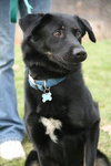 Hondo - ADOPTED 04.08.12