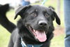 Hondo - ADOPTED 04.08.12