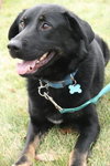 Hondo - ADOPTED 04.08.12