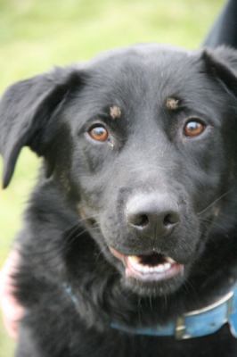 Hondo - ADOPTED 04.08.12