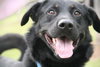 Hondo - ADOPTED 04.08.12