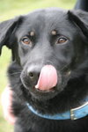 Hondo - ADOPTED 04.08.12