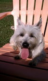 Bonnet-ADOPTED