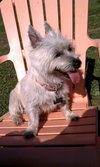 Bonnet-ADOPTED