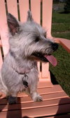 Bonnet-ADOPTED