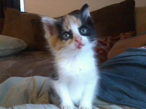 Nutmeg - ADOPTED 11.11.11