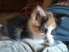 Nutmeg - ADOPTED 11.11.11