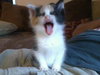Nutmeg - ADOPTED 11.11.11
