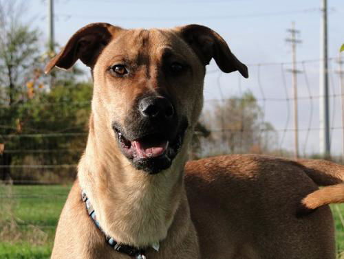 Benny-ADOPTED-11.28.11