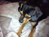 Dash-ADOPTED 03.02.12