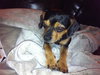 Dash-ADOPTED 03.02.12