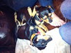 Dash-ADOPTED 03.02.12