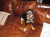 Flash2 - ADOPTED 12.18.11