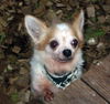 Gizmo - ADOPTED 1.15.12