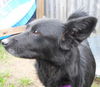Ilse- ADOPTED