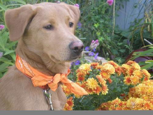 Finn-ADOPTED