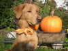 Finn-ADOPTED