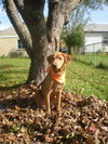 Finn-ADOPTED