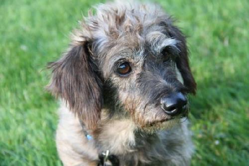 Skeet-ADOPTED