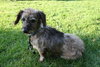 Skeet-ADOPTED