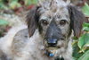 Skeet-ADOPTED