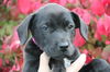 Hd Litter-Moonbeam-ADOPTED 11.12.11