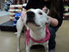 Fd Litter-Sugarbaker - ADOPTED 12.03.11