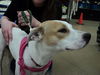 Fd Litter-Sugarbaker - ADOPTED 12.03.11