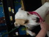 Fd Litter-Sugarbaker - ADOPTED 12.03.11