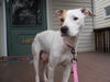 Fd Litter-Sugarbaker - ADOPTED 12.03.11