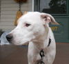 Fd Litter-Sugarbaker - ADOPTED 12.03.11