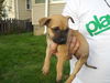 Fd Litter-Peaches - ADOPTED 11.11.11