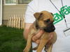 Fd Litter-Peaches - ADOPTED 11.11.11