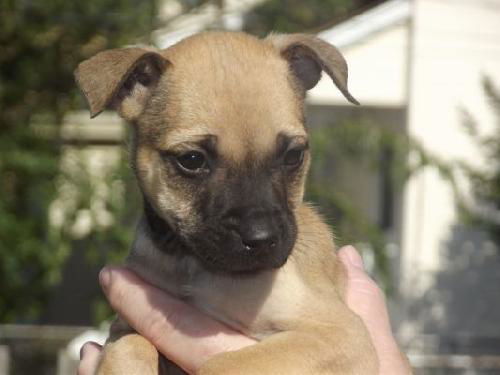 Fd Litter-Peaches - ADOPTED 11.11.11