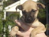 Fd Litter-Peaches - ADOPTED 11.11.11