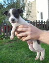Fd Litter-Shortcake - ADOPTED 11.4.11
